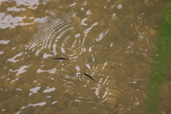Aquarius elongatus