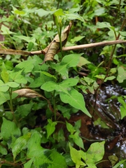 Persicaria thunbergii