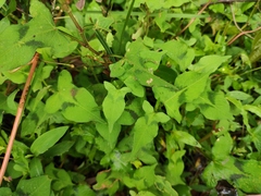 Persicaria thunbergii