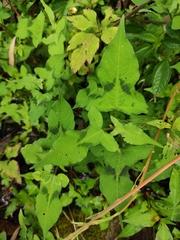 Persicaria thunbergii