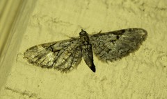 Eupithecia bolterii