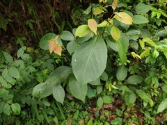 Lindera reflexa