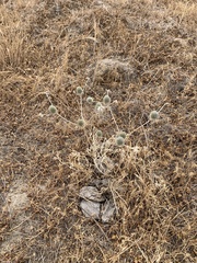 Eryngium spinosepalum
