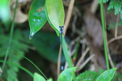 Pseudocopera ciliata