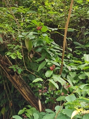 Rubus swinhoei