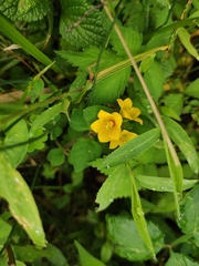 Lysimachia christinae