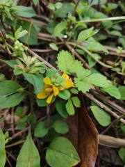 Lysimachia christinae