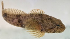 Cottus kanawhae