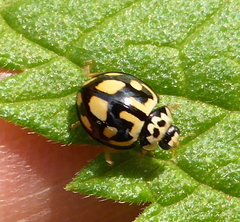 Declivitata bohemani