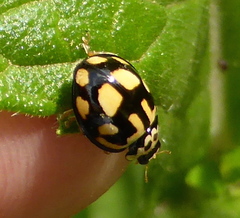 Declivitata bohemani