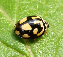 Declivitata bohemani