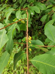Erythroxylum sinense