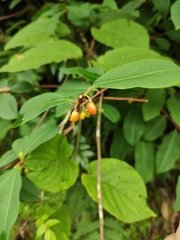 Erythroxylum sinense