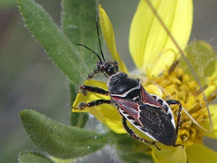 Apiomerus montanus