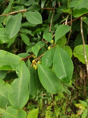 Erythroxylum sinense