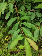 Erythroxylum sinense