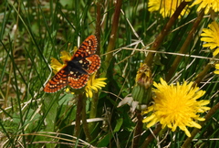 Euphydryas editha