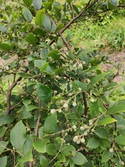 Styrax faberi