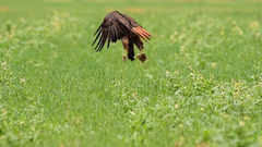 Xerospermophilus perotensis