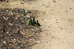 Graphium cloanthus