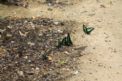Graphium cloanthus