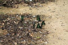 Graphium cloanthus