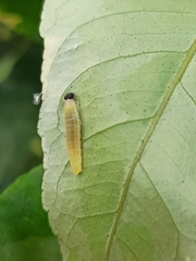 Achlyodes