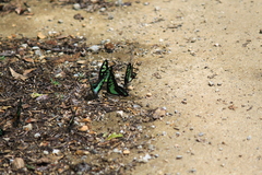 Graphium cloanthus