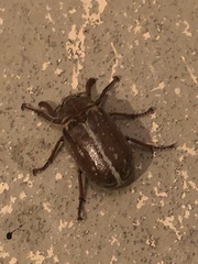 Polyphylla variolosa