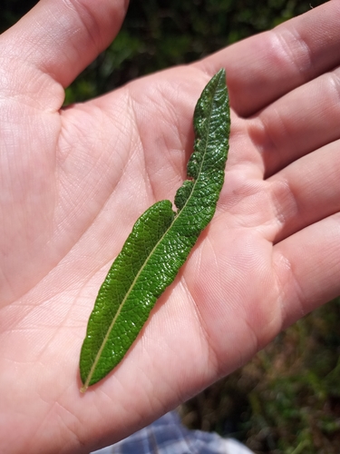 Image of Salix pellita by no rights reserved