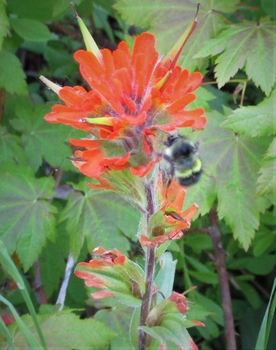 Yellow-fronted Bumble Bee photo 3