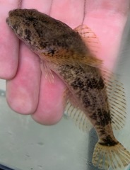 Cottus kanawhae