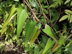Dioscorea japonica