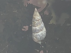Semisulcospiridae