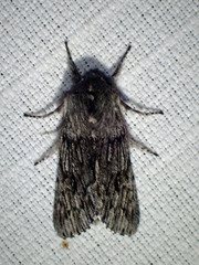 Brachionycha borealis