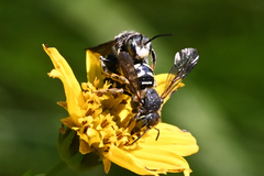 Dianthidium subparvum