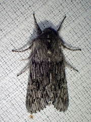Brachionycha borealis