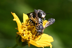 Dianthidium subparvum