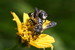 Dianthidium subparvum