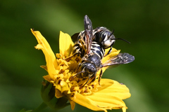 Dianthidium subparvum