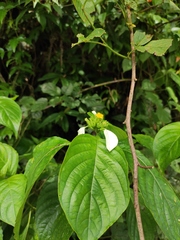 Mussaenda shikokiana