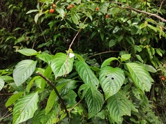 Mussaenda shikokiana