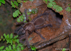 Thrigmopoeus truculentus