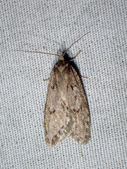 Semioscopis