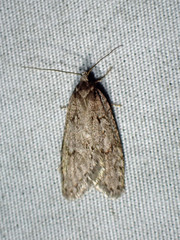 Semioscopis