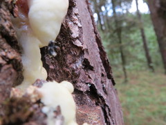 Dendroctonus adjunctus