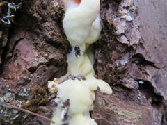 Dendroctonus adjunctus