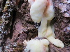 Dendroctonus adjunctus