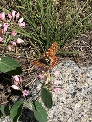Euphydryas chalcedona sierra