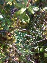 Galium labradoricum